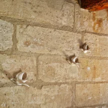 Hirondelles en céramique sur un mur en pierre apparente – Les Hirondelles, Villeneuve-lès-Avignon